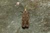 Bryotropha sp.